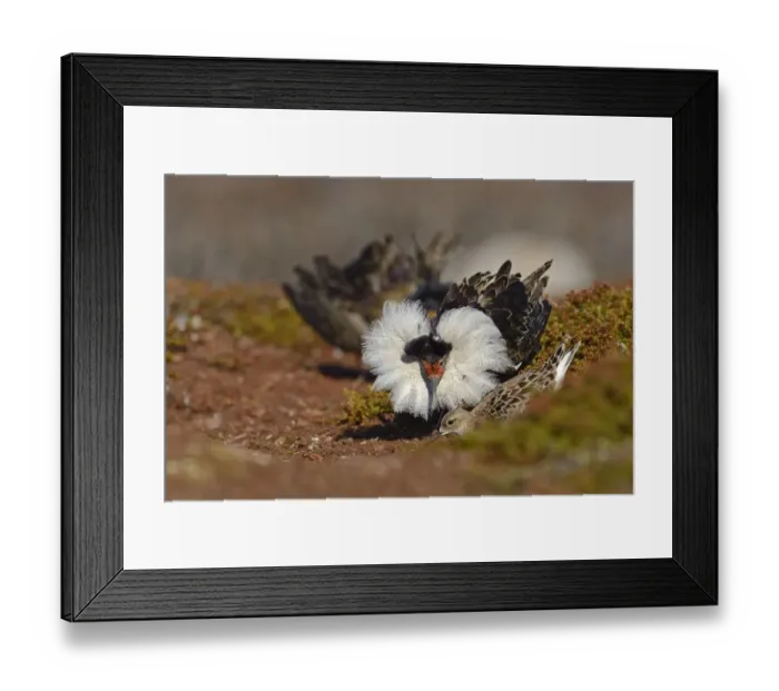 Framed Print : Ruff (Philomachus pugnax) adult male, breeding plumage, displaying to adult female Framed Print : Ruff (Philomachus pugnax) adult male, breeding plumage, displaying to adult female