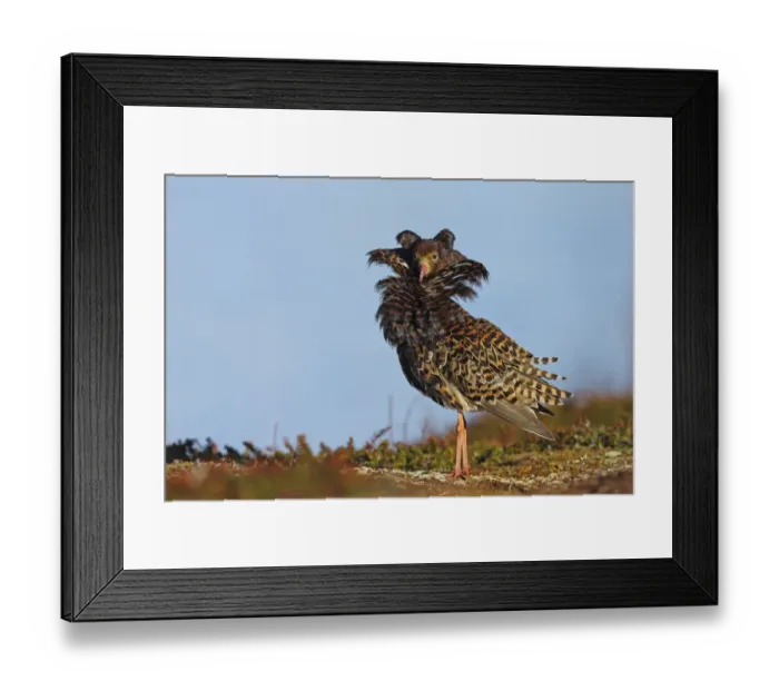 Framed Print : Ruff (Philomachus pugnax) dominant adult male, breeding plumage, territorial form displaying at lek Framed Print : Ruff (Philomachus pugnax) dominant adult male, breeding plumage, territorial form displaying at lek