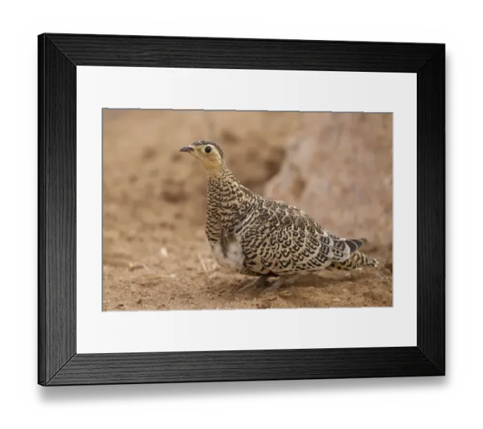 Framed Print : Black-faced Sandgrouse (Pterocles decoratus) adult female, standing in dry savannah, Samburu National Reserve, Kenya Framed Print : Black-faced Sandgrouse (Pterocles decoratus) adult female, standing in dry savannah, Samburu National Reserve, Kenya