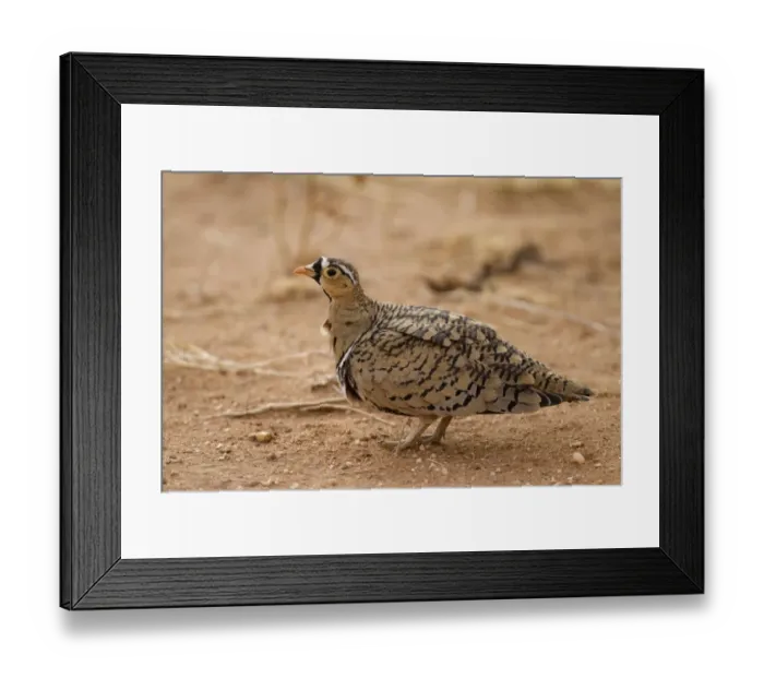 Framed Print : Black-faced Sandgrouse (Pterocles decoratus) adult male, standing in dry savannah, Samburu National Reserve, Kenya Framed Print : Black-faced Sandgrouse (Pterocles decoratus) adult male, standing in dry savannah, Samburu National Reserve, Kenya