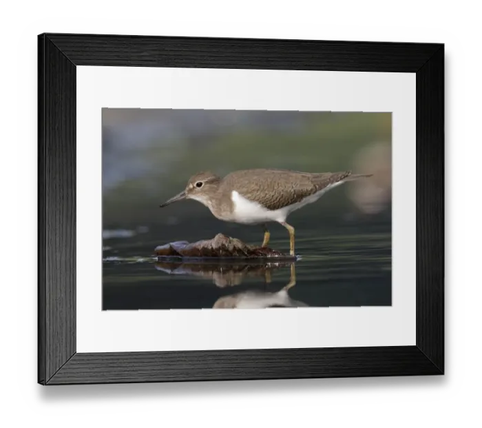 Framed Print : Common Sandpiper (Actitis hypoleucos) adult, walking in shallow water, Hong Kong, China, October Framed Print : Common Sandpiper (Actitis hypoleucos) adult, walking in shallow water, Hong Kong, China, October
