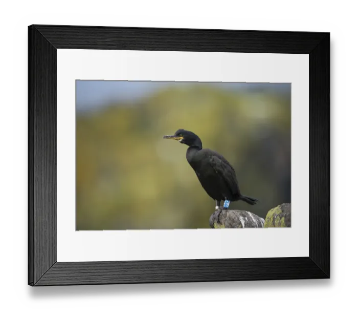 Framed Print : European Shag (Phalacrocorax aristotelis) adult, non-breeding plumage, with leg rings, standing on rock, Isle of May Framed Print : European Shag (Phalacrocorax aristotelis) adult, non-breeding plumage, with leg rings, standing on rock, Isle of May