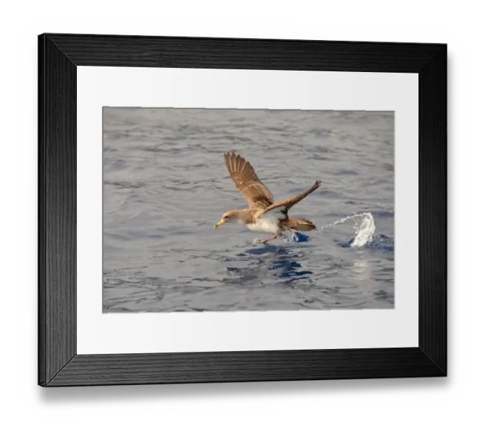 Framed Print : Corys Shearwater (Calonectris diomedea) adult, in flight, taking off from ocean surface, Azores, June Framed Print : Corys Shearwater (Calonectris diomedea) adult, in flight, taking off from ocean surface, Azores, June
