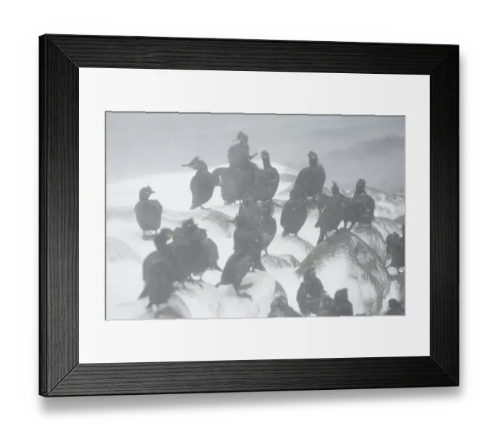 Framed Print : European Shag Phalacrocorax aristotelis adults, flock standing in blizzard, Hornoi Island, Norway, March Framed Print : European Shag Phalacrocorax aristotelis adults, flock standing in blizzard, Hornoi Island, Norway, March