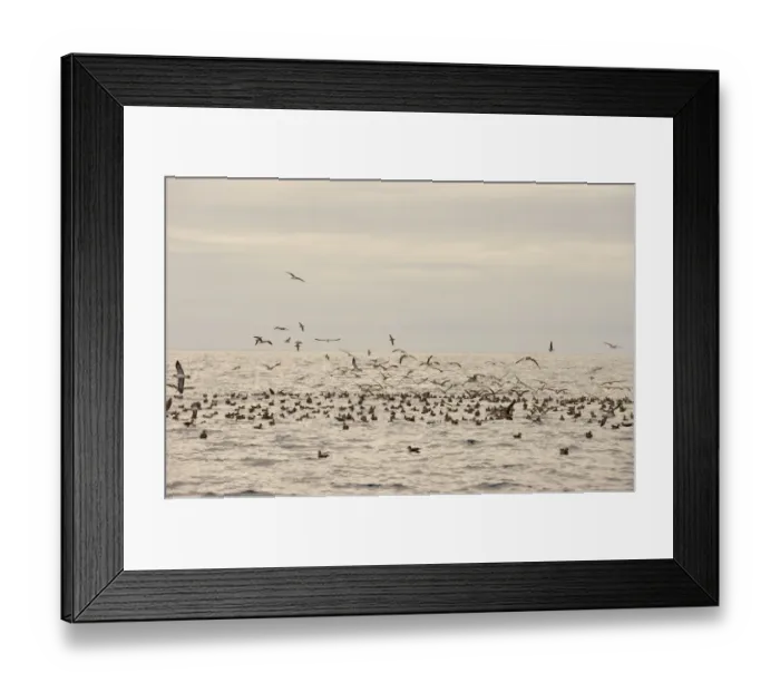 Framed Print : Corys Shearwater (Calonectris diomedea) flock, in flight and swimming on ocean surface, Azores, June Framed Print : Corys Shearwater (Calonectris diomedea) flock, in flight and swimming on ocean surface, Azores, June
