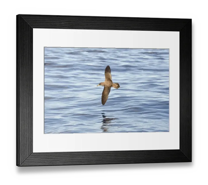 Framed Print : Corys Shearwater (Calonectris diomedea) adult, in flight over ocean, Azores, June Framed Print : Corys Shearwater (Calonectris diomedea) adult, in flight over ocean, Azores, June