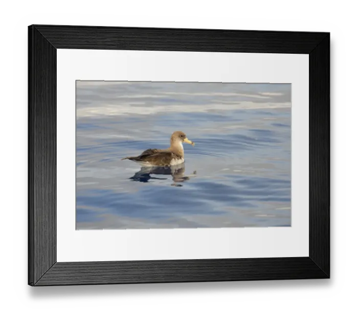 Framed Print : Corys Shearwater (Calonectris diomedea) adult, resting on ocean surface, Azores, June