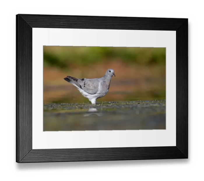 Framed Print : Stock Dove (Columba oenas) immature, drinking, Warwickshire, England, July Framed Print : Stock Dove (Columba oenas) immature, drinking, Warwickshire, England, July
