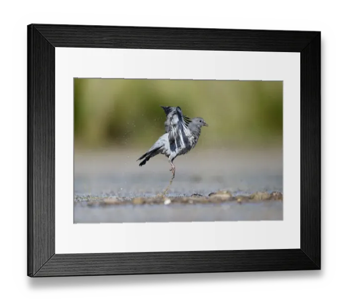 Framed Print : Stock Dove (Columba oenas) immature, in flight, taking off from water, Warwickshire, England, July Framed Print : Stock Dove (Columba oenas) immature, in flight, taking off from water, Warwickshire, England, July