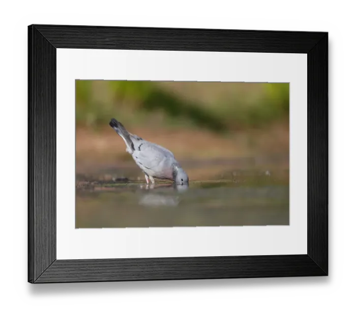 Framed Print : Stock Dove (Columba oenas) adult, drinking, Warwickshire, England, July Framed Print : Stock Dove (Columba oenas) adult, drinking, Warwickshire, England, July