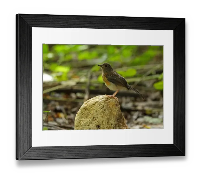 Framed Print : White-rumped Shama (Copsychus malabaricus interpositus) juvenile, perched on rock, near Kaeng Krachan, Thailand, May Framed Print : White-rumped Shama (Copsychus malabaricus interpositus) juvenile, perched on rock, near Kaeng Krachan, Thailand, May