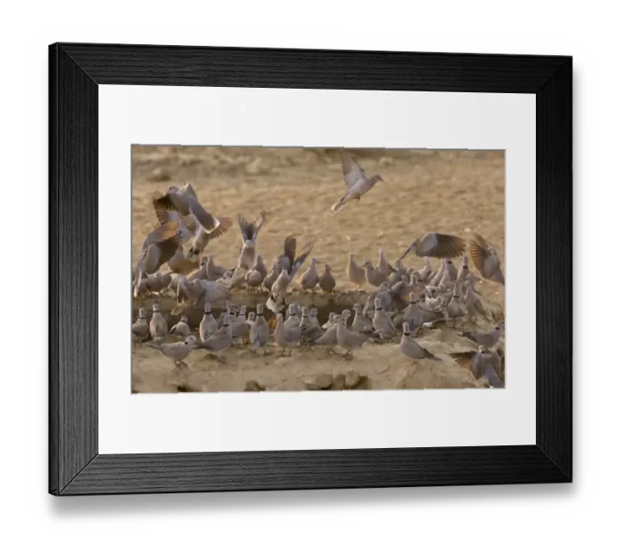 Framed Print : Cape Turtle-dove (Streptopelia capicola) adults, flock drinking at waterhole, Kalahari Desert, Kalahari Gemsbok N. P Framed Print : Cape Turtle-dove (Streptopelia capicola) adults, flock drinking at waterhole, Kalahari Desert, Kalahari Gemsbok N. P
