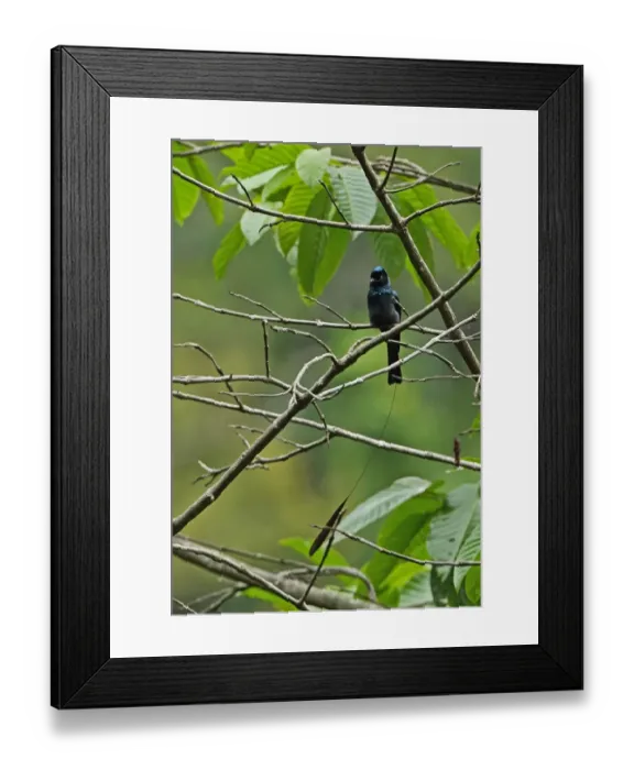Framed Print : Lesser Racket-tailed Drongo (Dicrurus remifer peracensis) adult, with one tail racket missing, perched on twig Framed Print : Lesser Racket-tailed Drongo (Dicrurus remifer peracensis) adult, with one tail racket missing, perched on twig