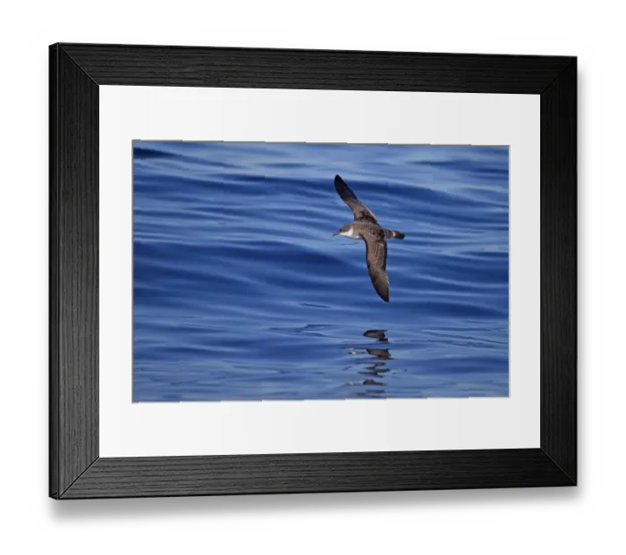 Framed Print : Great Shearwater (Puffinus gravis) adult, in flight over sea, Portugal, October
