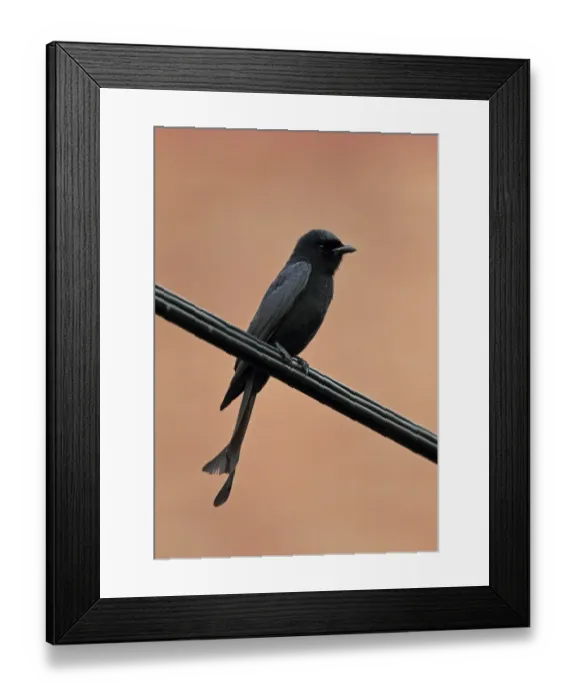 Framed Print : Black Drongo (Dicrurus macrocercus harterti) adult, perched on powerline in city, Taipei City, Taiwan, April Framed Print : Black Drongo (Dicrurus macrocercus harterti) adult, perched on powerline in city, Taipei City, Taiwan, April