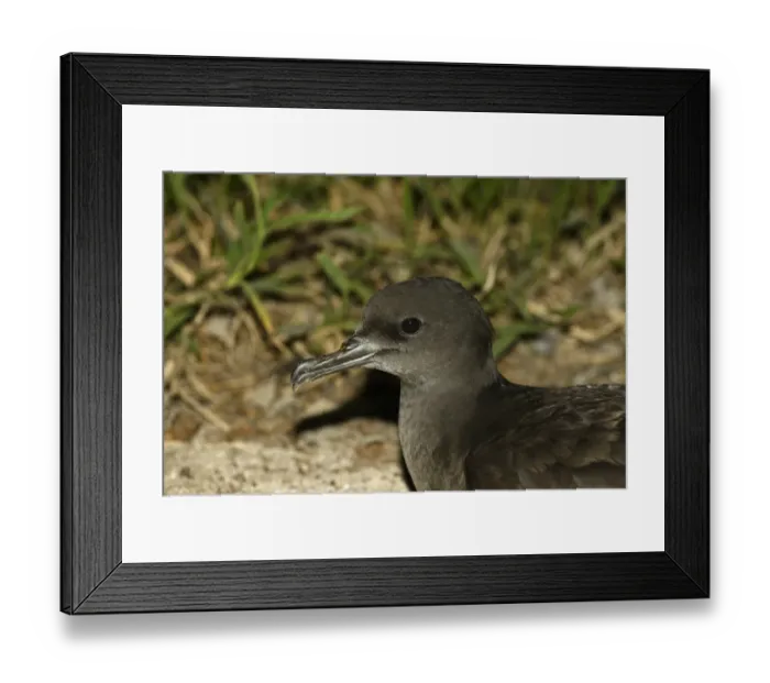 Framed Print : Wedge-tailed Shearwater (Puffinus pacificus) adult, close-up of head, on land at night, Queensland, Australia, November Framed Print : Wedge-tailed Shearwater (Puffinus pacificus) adult, close-up of head, on land at night, Queensland, Australia, November