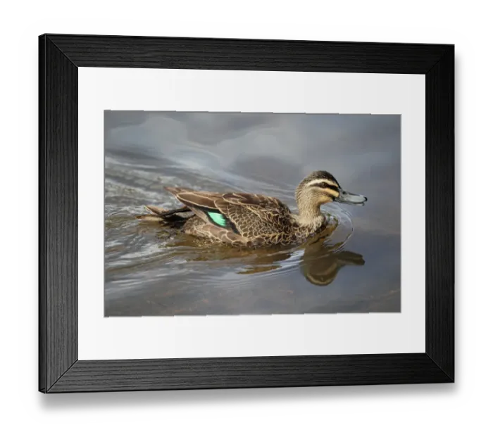 Framed Print : Pacific Black Duck (Anas superciliosa) adult male, calling and swimming, Margaret River, Western Australia, Australia