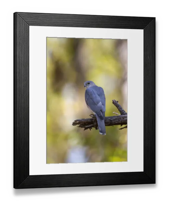 Framed Print : Shikra (Accipiter badius) adult, perched on branch, Kanha N. P. Madhya Pradesh, India, March Framed Print : Shikra (Accipiter badius) adult, perched on branch, Kanha N. P. Madhya Pradesh, India, March