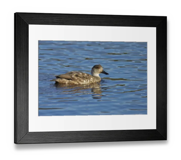 Framed Print : Patagonian Crested Duck (Lophonetta specularioides specularioides) adult, swimming, Torres del Paine N. P Framed Print : Patagonian Crested Duck (Lophonetta specularioides specularioides) adult, swimming, Torres del Paine N. P
