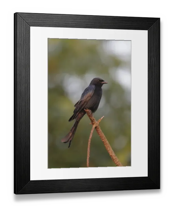 Framed Print : Black Drongo (Dicrurus macrocercus) adult, perched on branch, Hong Kong, China, September Framed Print : Black Drongo (Dicrurus macrocercus) adult, perched on branch, Hong Kong, China, September