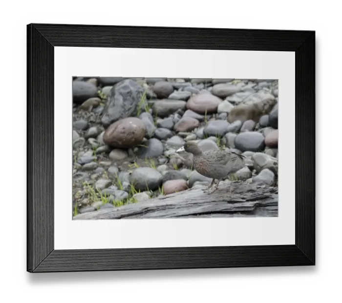 Framed Print : Blue Duck (Hymenolaimus malacorhynchos) adult, standing on log, Tongariro River, North Island, New Zealand, March Framed Print : Blue Duck (Hymenolaimus malacorhynchos) adult, standing on log, Tongariro River, North Island, New Zealand, March