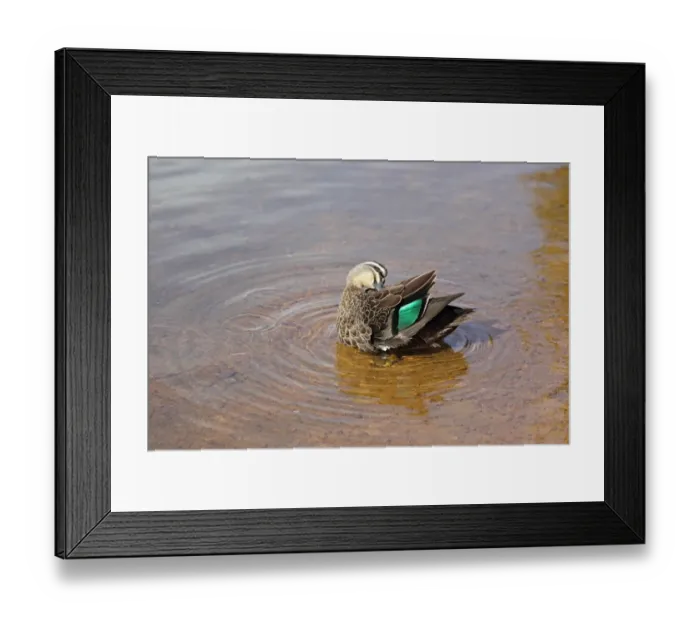 Framed Print : Pacific Black Duck (Anas superciliosa) adult male, preening, standing in shallow water, Margaret River Framed Print : Pacific Black Duck (Anas superciliosa) adult male, preening, standing in shallow water, Margaret River