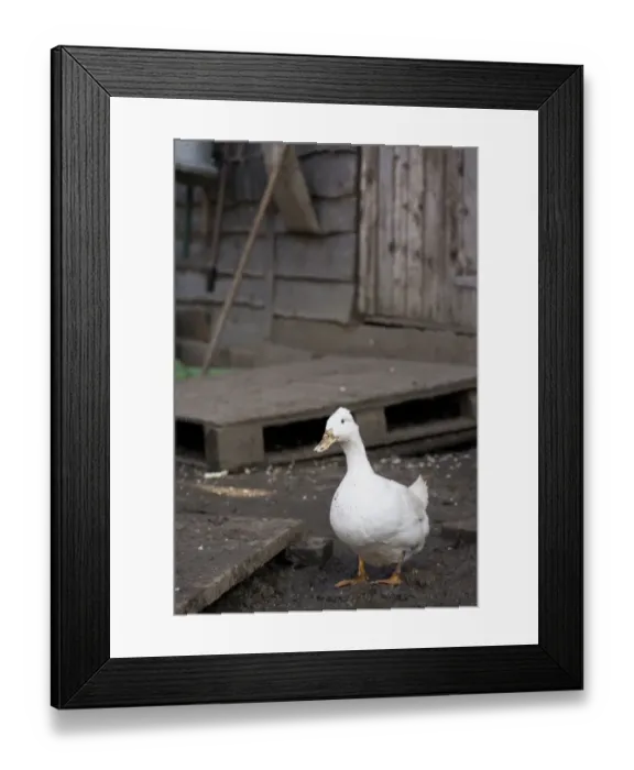 Framed Print : Domestic Duck, white adult, standing in muddy farmyard, England, March Framed Print : Domestic Duck, white adult, standing in muddy farmyard, England, March