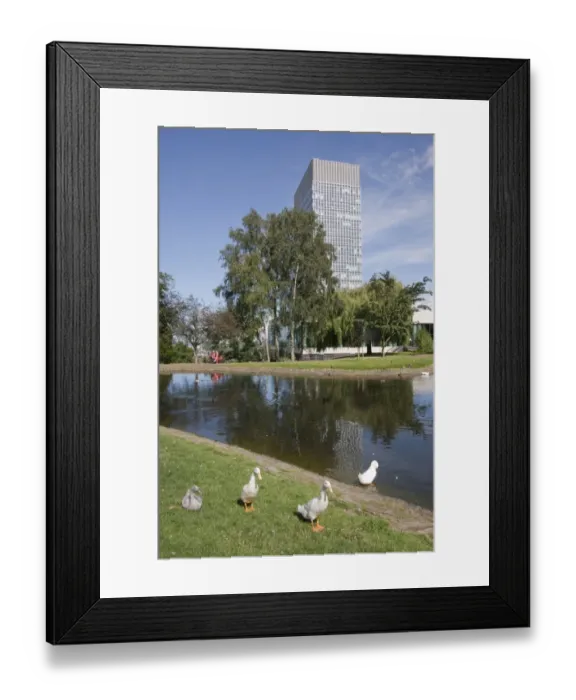 Framed Print : Domestic Duck, four adults, at edge of lake in urban parkland, with Arts Tower of Sheffield University in background Framed Print : Domestic Duck, four adults, at edge of lake in urban parkland, with Arts Tower of Sheffield University in background