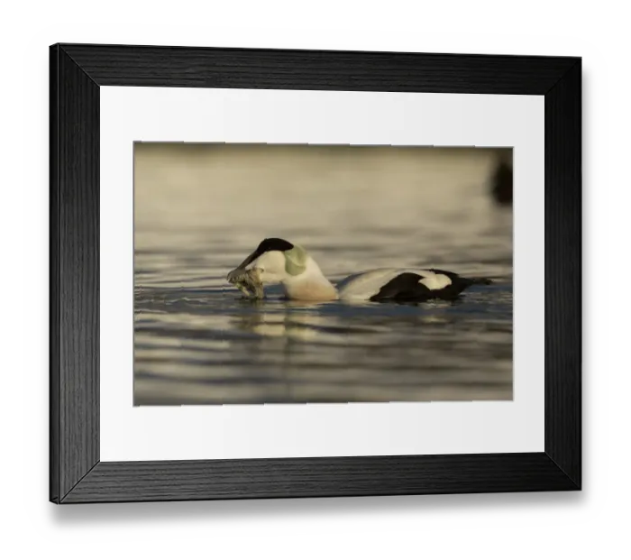 Framed Print : Common Eider (Somateria mollissima) adult male, feeding at sea, Norway, March Framed Print : Common Eider (Somateria mollissima) adult male, feeding at sea, Norway, March