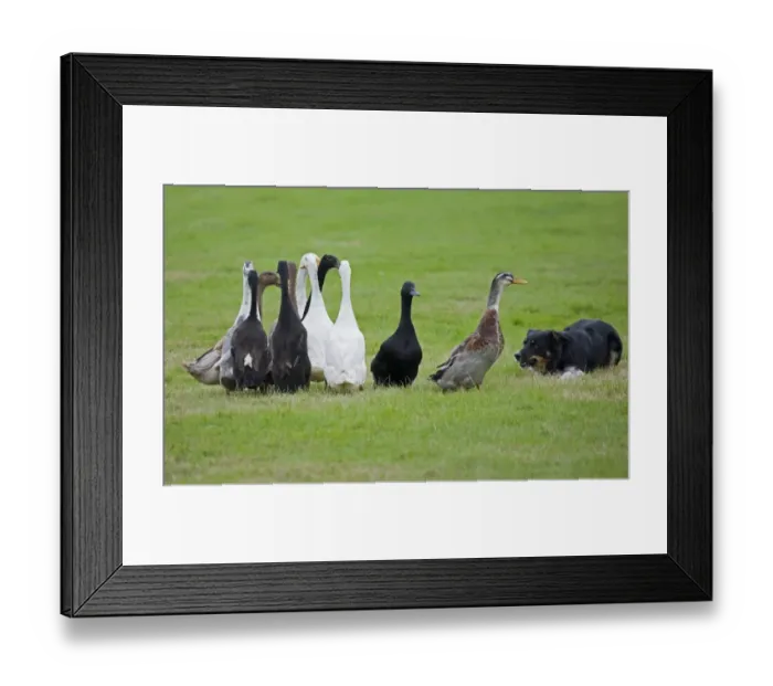 Framed Print : Domestic Duck, Indian Runner Duck, adults, flock being herded by collie sheepdog, England, September Framed Print : Domestic Duck, Indian Runner Duck, adults, flock being herded by collie sheepdog, England, September