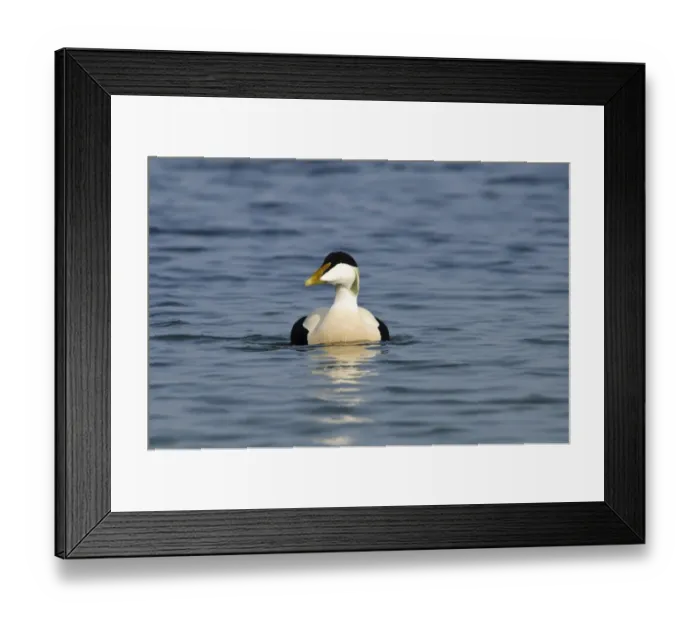 Framed Print : Common Eider (Somateria mollissima) adult male, swimming in harbour, Seahouses, Northumberland, England, March Framed Print : Common Eider (Somateria mollissima) adult male, swimming in harbour, Seahouses, Northumberland, England, March