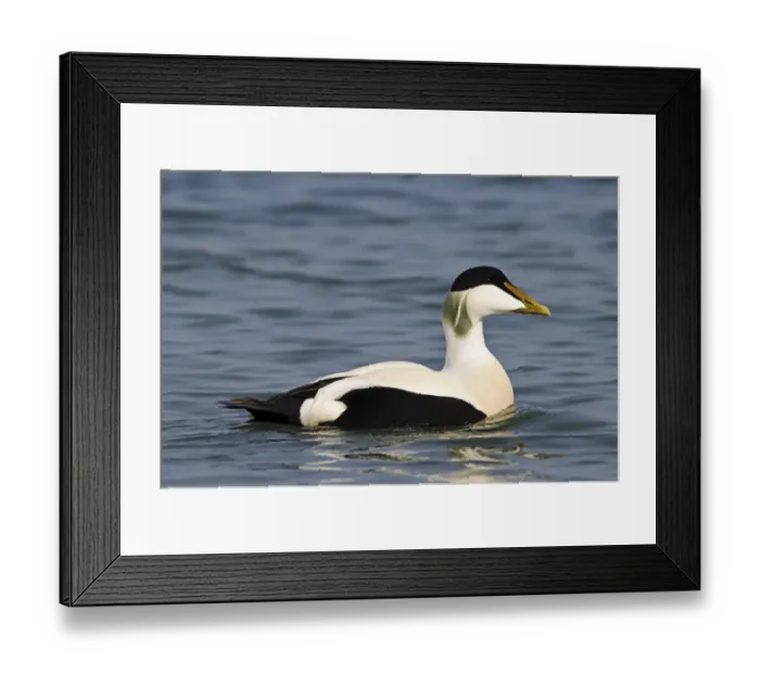 Framed Print : Common Eider (Somateria mollissima) adult male, swimming in harbour, Seahouses, Northumberland, England, March Framed Print : Common Eider (Somateria mollissima) adult male, swimming in harbour, Seahouses, Northumberland, England, March