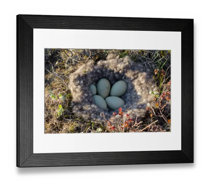 Framed Print : Common Eider (Somateria mollissima) five eggs, one very small, in down nest, Iceland, June Framed Print : Common Eider (Somateria mollissima) five eggs, one very small, in down nest, Iceland, June