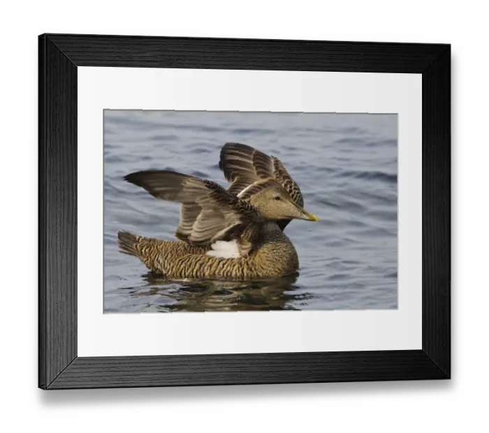 Framed Print : Common Eider (Somateria mollissima) adult female, flapping wings, swimming in sea, near Seahouses, Northumberland Framed Print : Common Eider (Somateria mollissima) adult female, flapping wings, swimming in sea, near Seahouses, Northumberland
