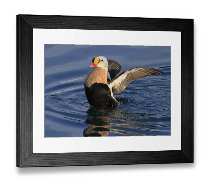 Framed Print : King Eider (Somateria spectabilis) adult male, breeding plumage, flapping wings after bathing at sea, Northern Norway