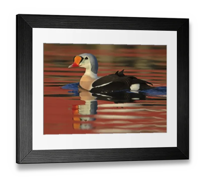 Framed Print : King Eider (Somateria spectabilis) adult male, breeding plumage, swimming at sea with reflections, Northern Norway Framed Print : King Eider (Somateria spectabilis) adult male, breeding plumage, swimming at sea with reflections, Northern Norway