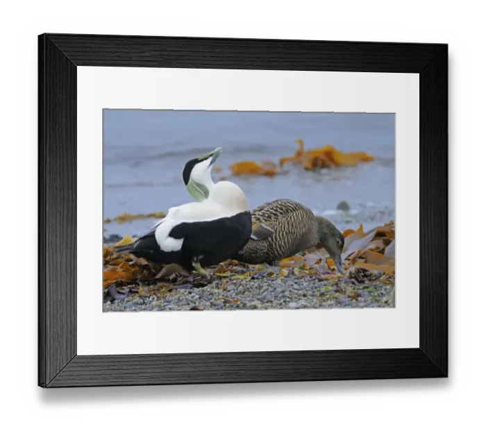 Framed Print : Common Eider (Somateria mollissima) adult pair, in courtship display on beach, Varanger Peninsula, Finnmark, Norway Framed Print : Common Eider (Somateria mollissima) adult pair, in courtship display on beach, Varanger Peninsula, Finnmark, Norway