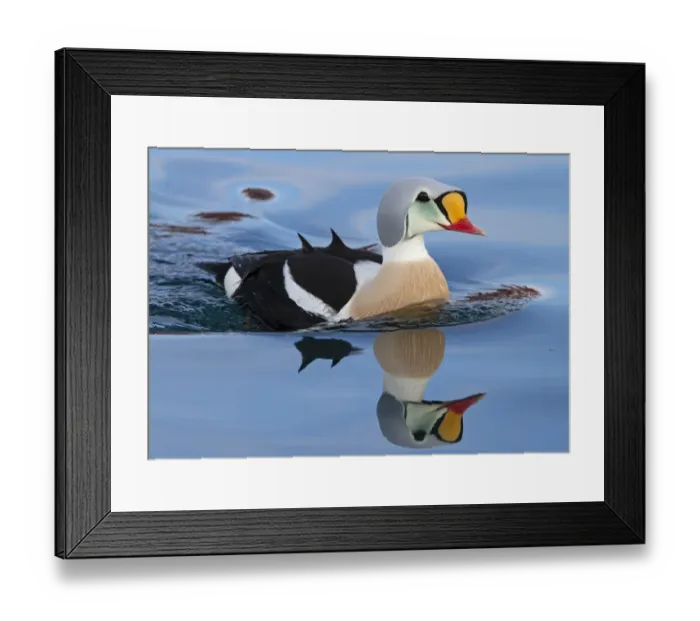 Framed Print : King Eider (Somateria spectabilis) adult male, breeding plumage, swimming at sea, Northern Norway, March Framed Print : King Eider (Somateria spectabilis) adult male, breeding plumage, swimming at sea, Northern Norway, March
