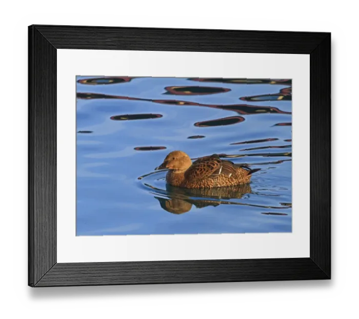 Framed Print : King Eider (Somateria spectabilis) adult female, swimming at sea with reflections, Northern Norway, March Framed Print : King Eider (Somateria spectabilis) adult female, swimming at sea with reflections, Northern Norway, March