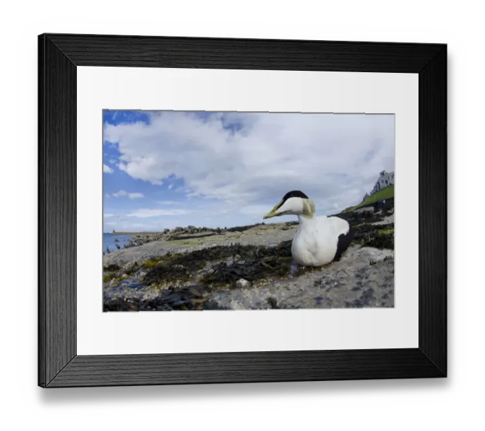 Framed Print : Common Eider (Somateria mollissima) adult male, resting on beach habitat, Seahouses, Northumberland, England, June Framed Print : Common Eider (Somateria mollissima) adult male, resting on beach habitat, Seahouses, Northumberland, England, June