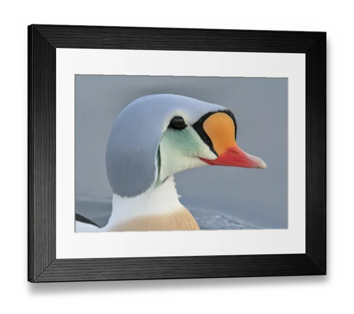 Framed Print : King Eider (Somateria spectabilis) adult male, breeding plumage, close-up of head, swimming at sea, Northern Norway Framed Print : King Eider (Somateria spectabilis) adult male, breeding plumage, close-up of head, swimming at sea, Northern Norway