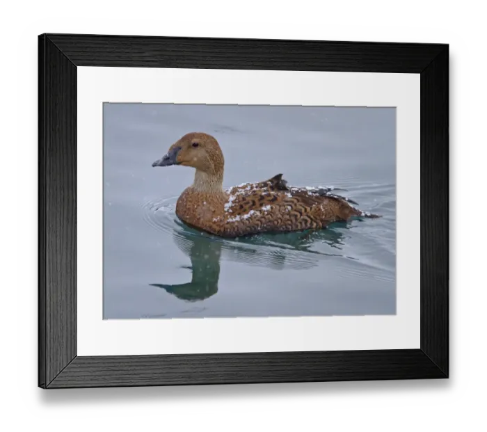 Framed Print : King Eider (Somateria spectabilis) adult female, swimming at sea, with snow settling on back during snowfall