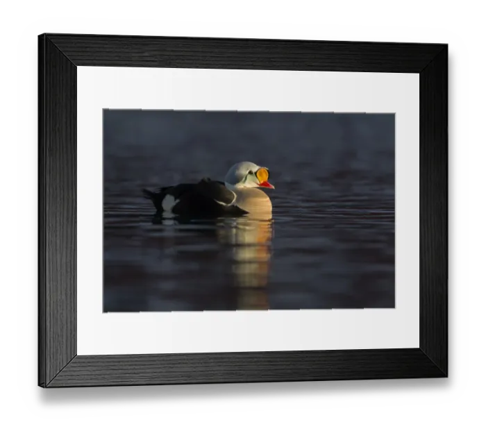 Framed Print : King Eider (Somateria spectabilis) adult male, swimming at sea, Norway, March Framed Print : King Eider (Somateria spectabilis) adult male, swimming at sea, Norway, March