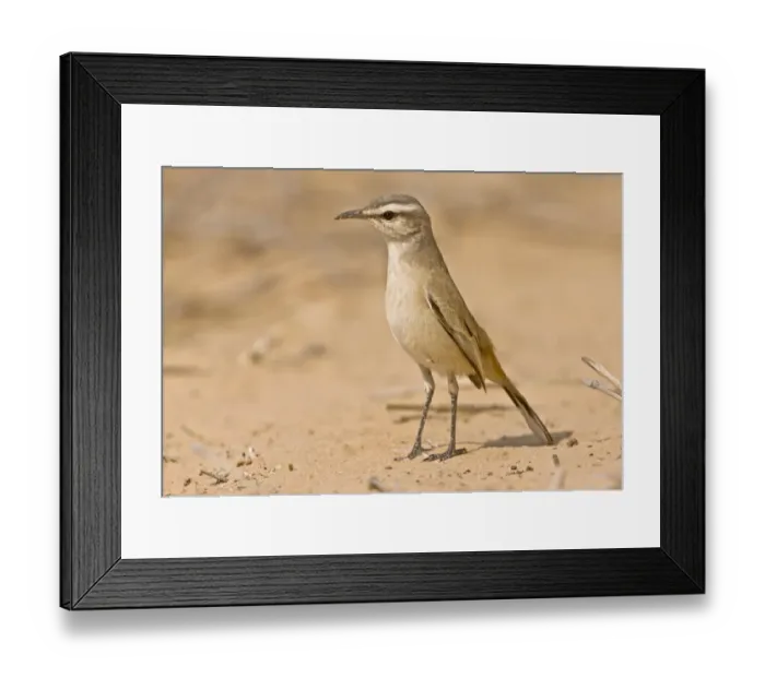 Framed Print : Kalahari Scrub-robin (Erythropygia paena) adult, standing on sand, Kalahari Desert, Kalahari Gemsbok N. P
