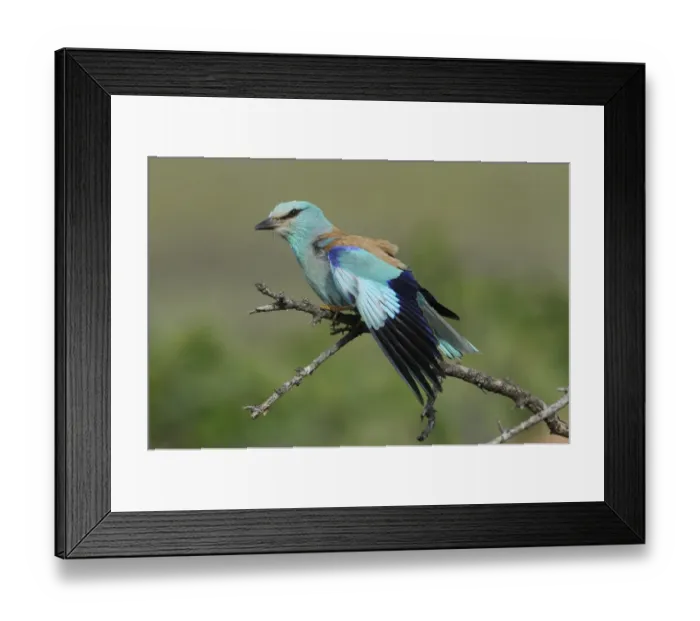 Framed Print : European Roller (Coracias garrulus) adult, wing stretching, perched on branch, Lemnos, Greece, May