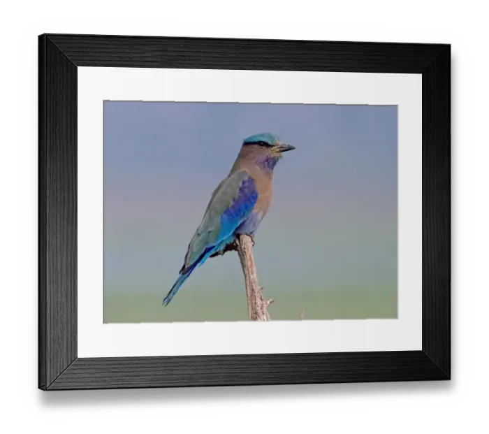 Framed Print : Indian Roller (Coracias benghalensis) adult, perched on stump, Kaziranga N. P. Assam, India, February Framed Print : Indian Roller (Coracias benghalensis) adult, perched on stump, Kaziranga N. P. Assam, India, February