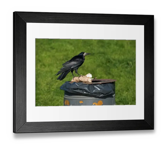 Framed Print : Rook (Corvus frugilegus) adult, feeding, scavenging from rubbish bin, Cumbria, England, January