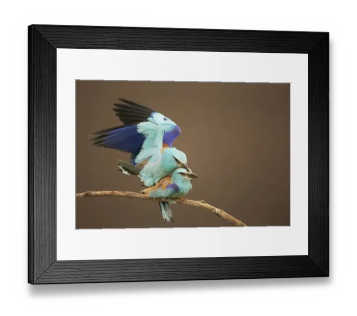 Framed Print : European Roller (Coracias garrulus) adult pair, mating on branch, Hortobagy N. P. Hungary, May