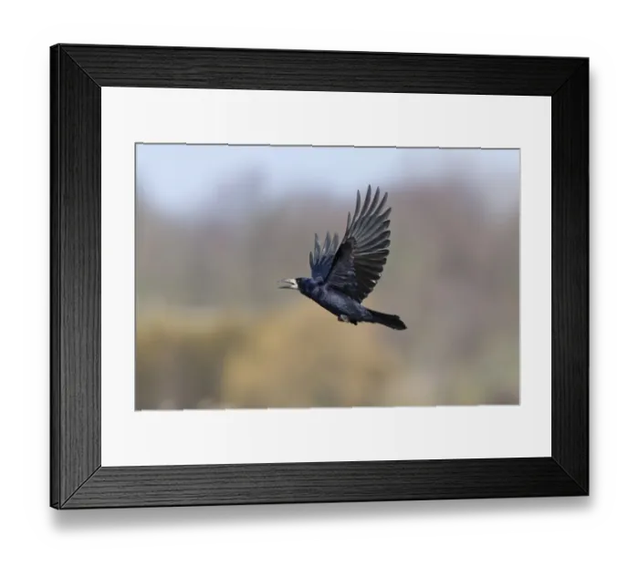 Framed Print : Rook (Corvus frugilegus) adult, calling in flight, Suffolk, England, May Framed Print : Rook (Corvus frugilegus) adult, calling in flight, Suffolk, England, May