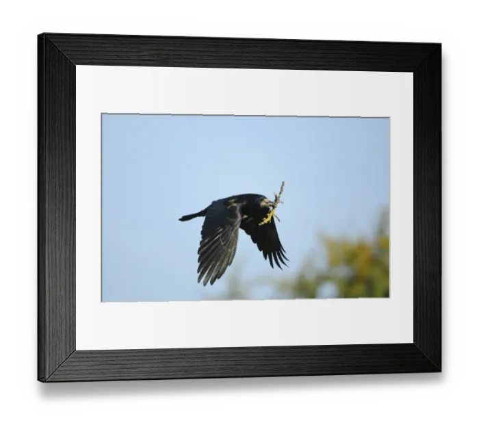 Framed Print : Rook (Corvus frugilegus) adult, in flight, with nesting material in beak, Oxfordshire, England, March Framed Print : Rook (Corvus frugilegus) adult, in flight, with nesting material in beak, Oxfordshire, England, March
